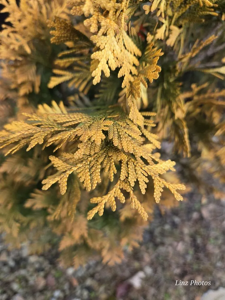 Custom outdoor landscaping for beautiful yards in Durham, NC by Red Mill Landscaping & Nursery