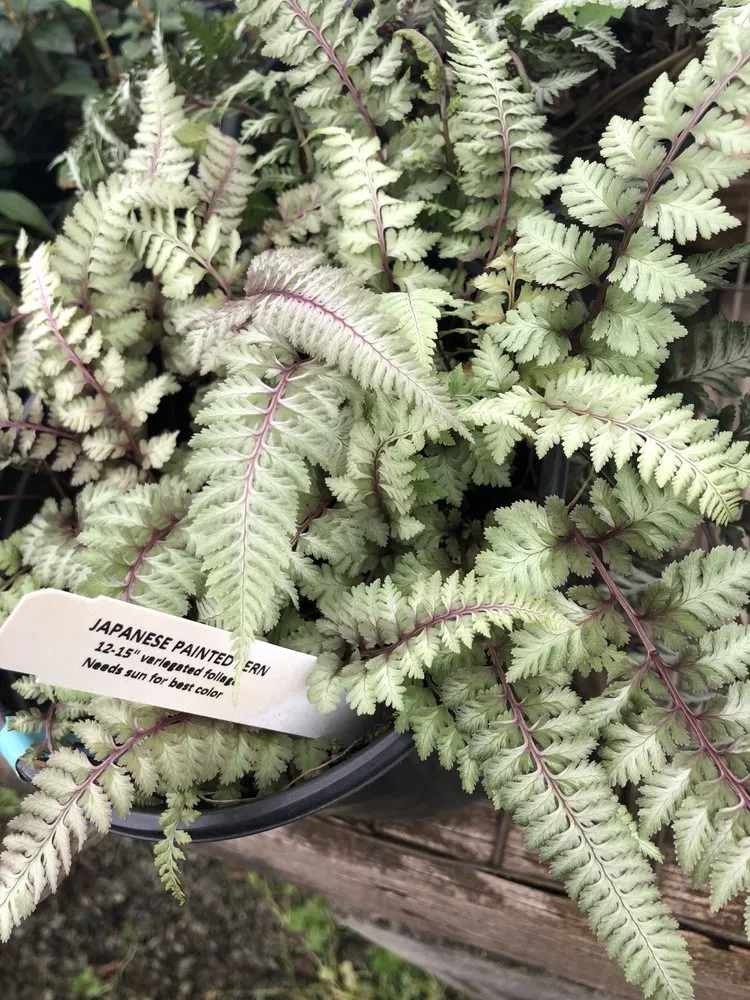 Trusted outdoor landscaping near you across Durham, NC - Red Mill Landscaping & Nursery