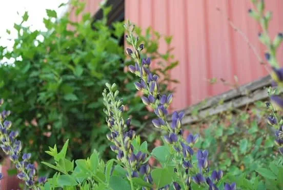 Reliable lawn care service experts serving Durham, NC - Red Mill Landscaping & Nursery