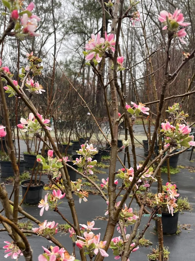 Trusted yard cleanup service in Durham, NC - Red Mill Landscaping & Nursery