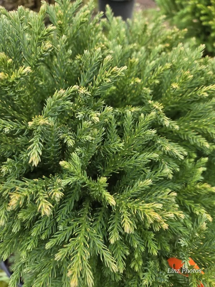 Professional residential landscaping with custom design across Durham, NC - Red Mill Landscaping & Nursery