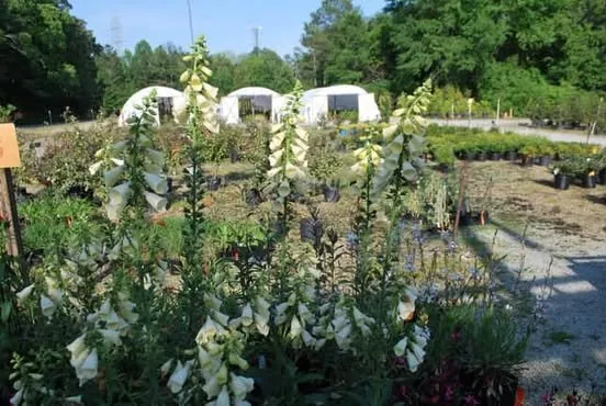 Professional yard cleanup service for beautiful yards across Durham, NC - Red Mill Landscaping & Nursery