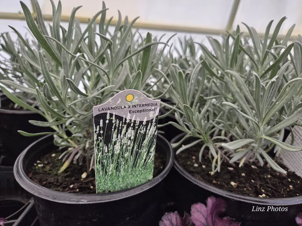 Expert yard cleanup service for homes across Durham, NC - Red Mill Landscaping & Nursery