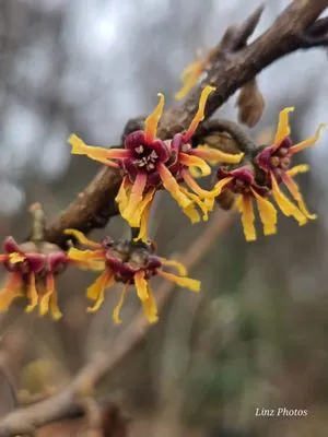 Red Mill Landscaping & Nursery Logo