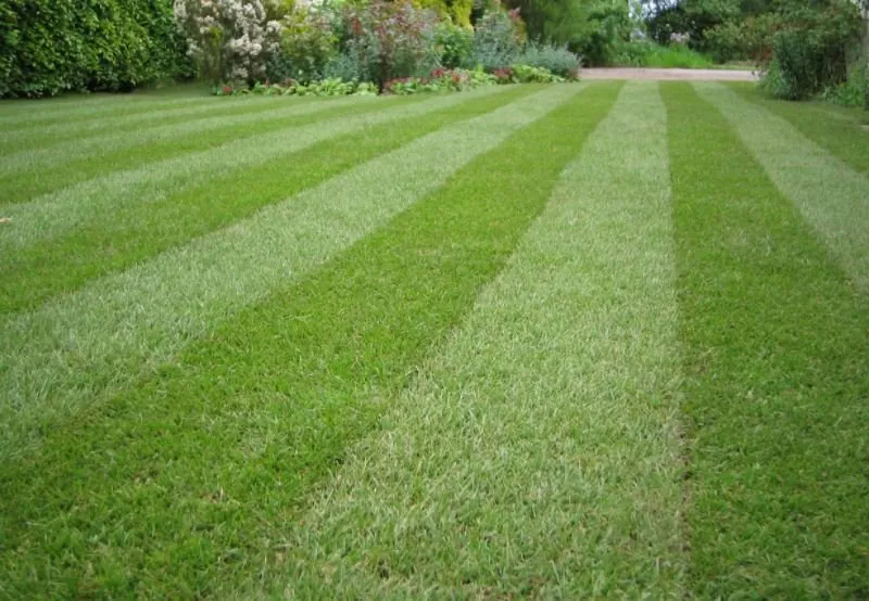 Affordable outdoor landscaping for beautiful yards across Queen Creek, AZ - Red Mountain Landscaping