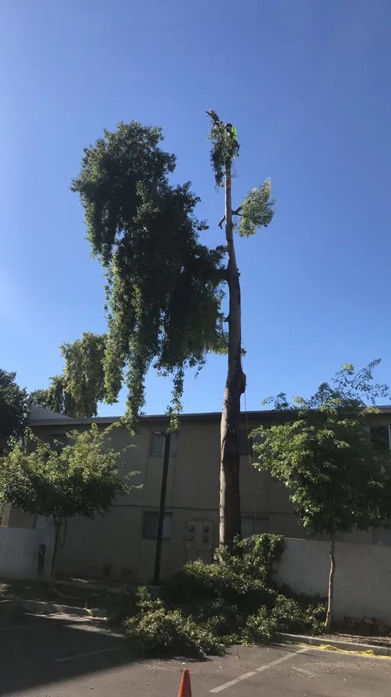 Custom residential landscaping in Phoenix, AZ by Red Mountain Lawn Care