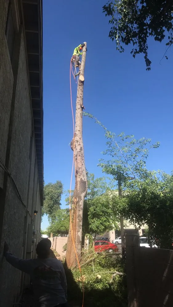 Expert lawn care service for year-round maintenance in Phoenix, AZ by Red Mountain Lawn Care