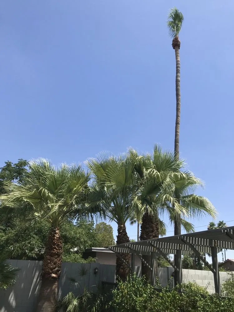 Local lawn care service for beautiful yards across Phoenix, AZ - Red Mountain Lawn Care