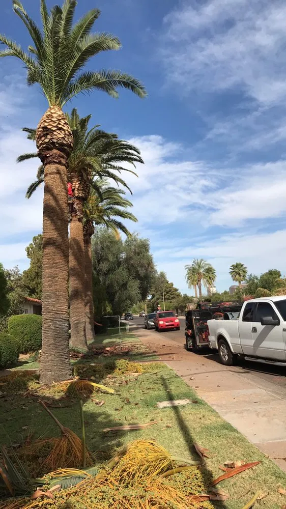 Trusted landscape design with custom design in Phoenix, AZ by Red Mountain Lawn Care