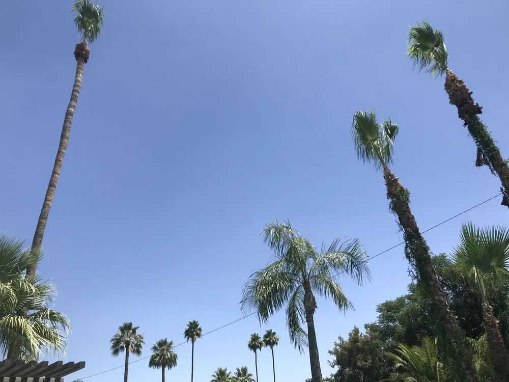 Reliable yard cleanup service in Phoenix, AZ by Red Mountain Lawn Care