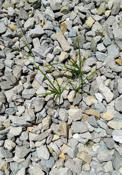 Reliable landscaping services experts serving Arnold, MO - Red Oak Landscaping