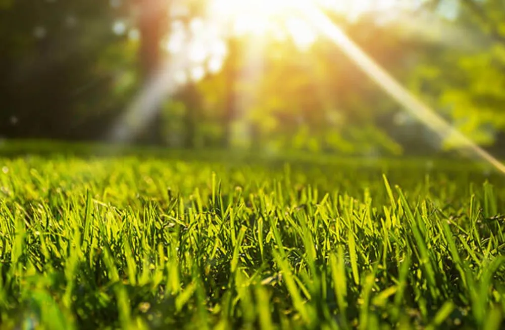 Expert lawn care service for year-round maintenance across Altoona, WI - Red Oak Property Care