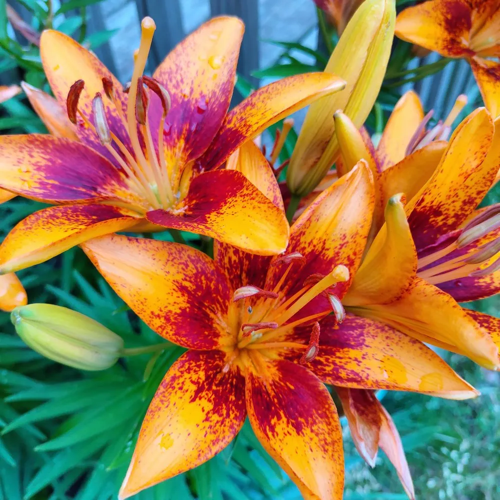 Affordable lawn care service in Altoona, WI - Red Oak Property Care