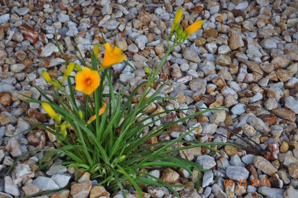 Expert lawn mowing service for outdoor upgrades in crestwood, IL by Red Oaks Landscaping