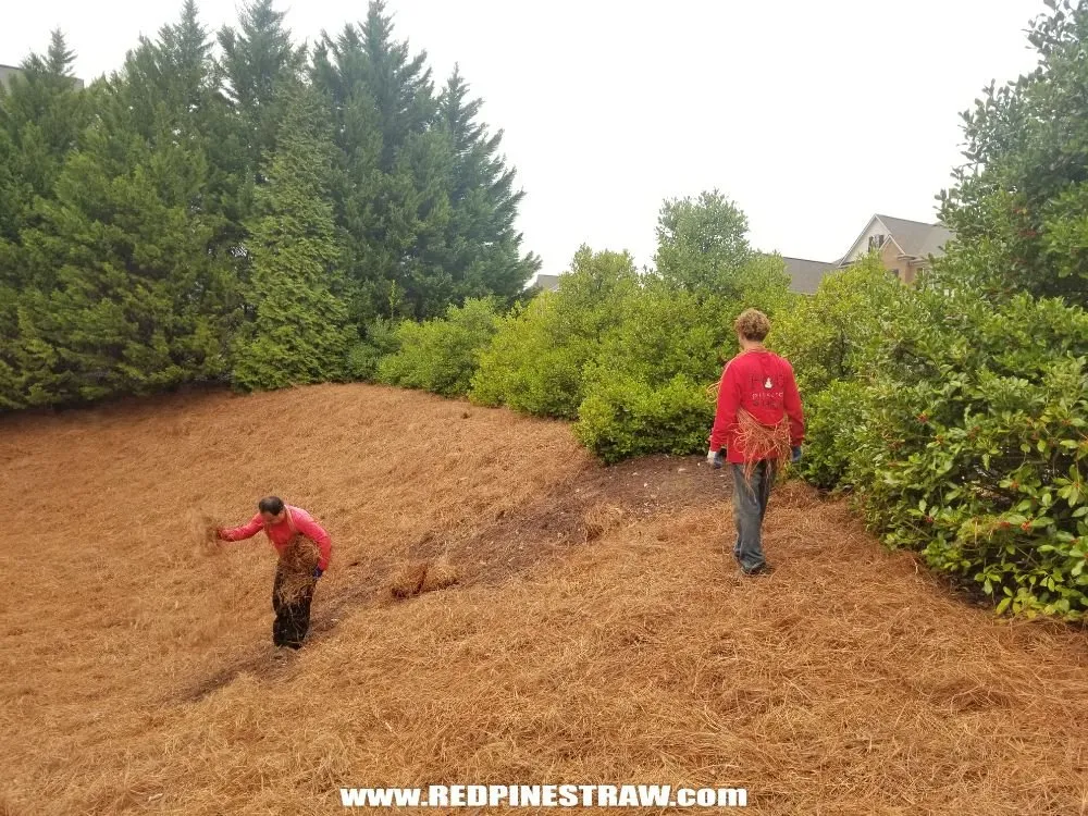 Local landscape design for residential properties in Marietta, GA by Red Pinestraw