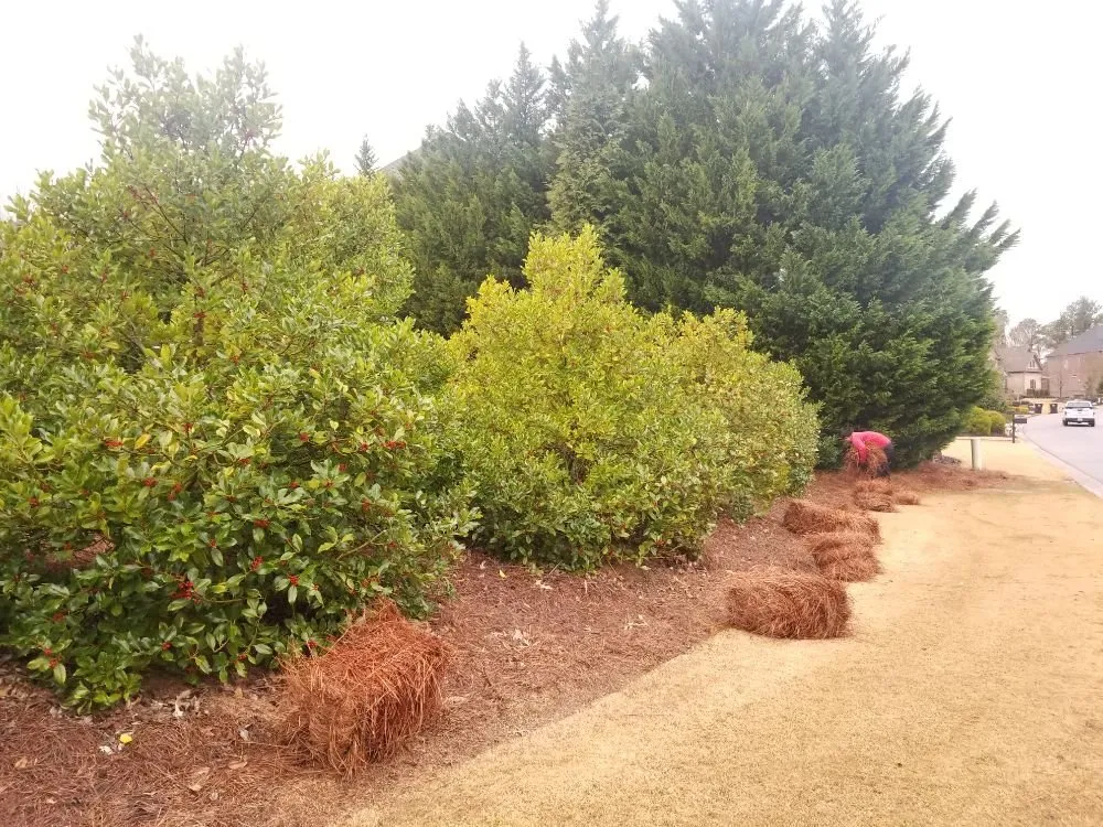 Expert landscape installation in Norcross, GA - Red Pinestraw