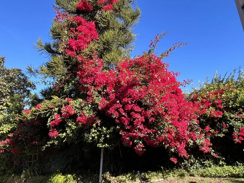Local garden landscaping with custom design in Tustin, CA by Red Planet Tree And Landscape Services