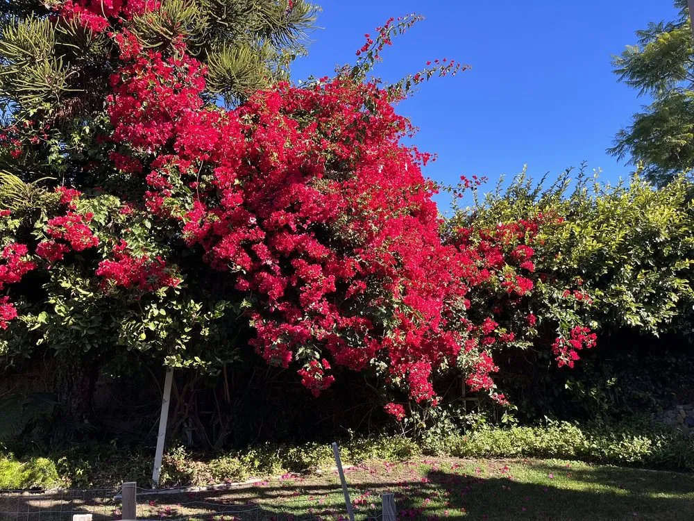 Professional lawn care service in Tustin, CA - Red Planet Tree And Landscape Services