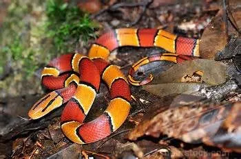 Red Racer Landscaping