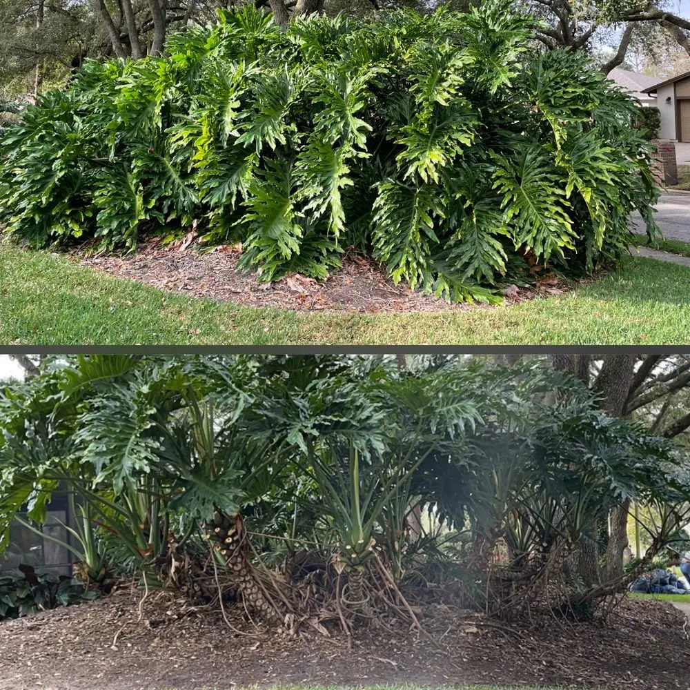 Professional lawn mowing service for homes in Tampa, FL by Red Rhino Property Services