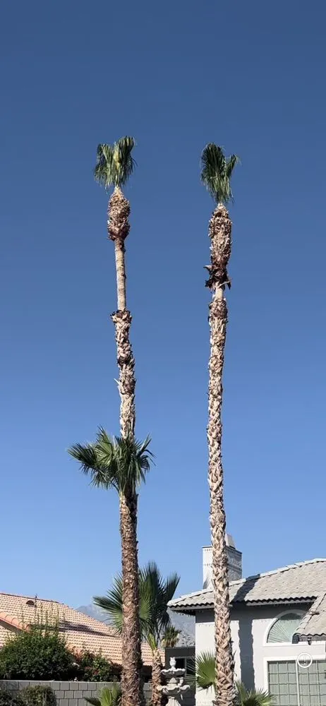 Local yard cleanup service for year-round maintenance in Cathedral City, CA by Red Rock Landscaping