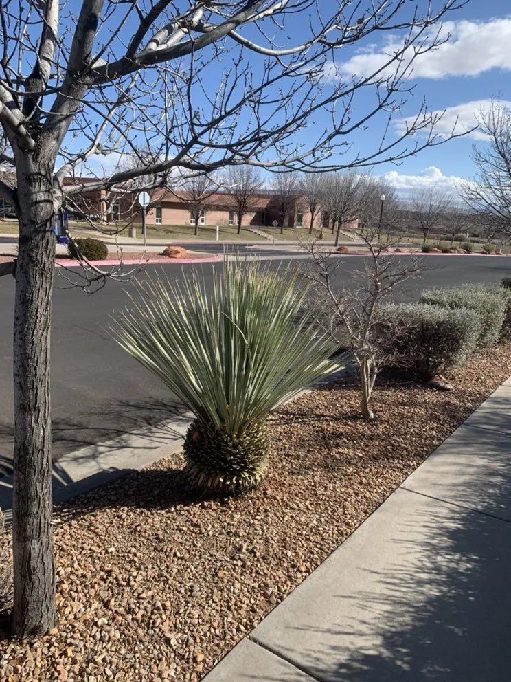 Reliable outdoor landscaping for beautiful yards across St. George, UT - Red Rock Lawnsmen