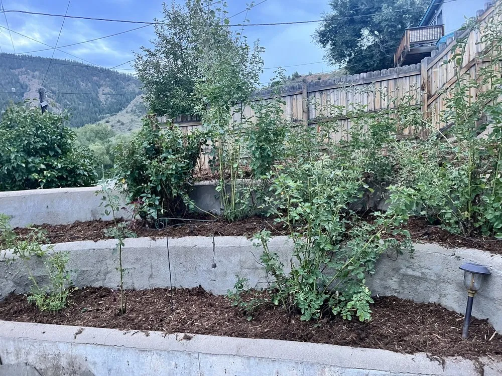 Top-rated lawn mowing service in Thornton, CO - Red Rock Outdoor Living