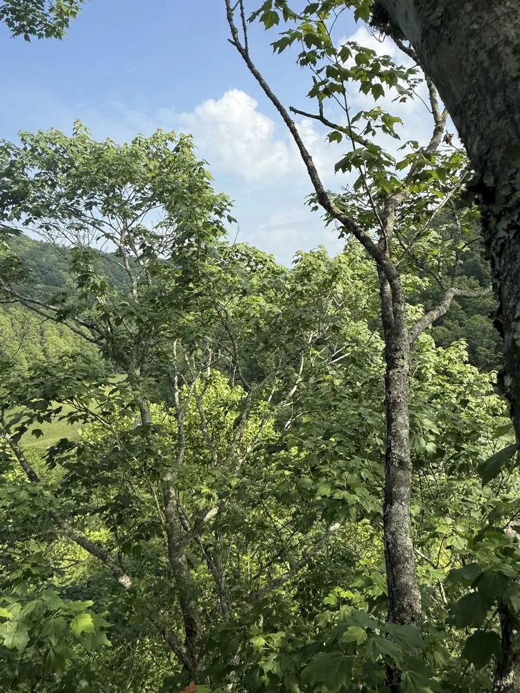 Trusted lawn care service in Rowlesburg, WV by Red Rock Tree Service