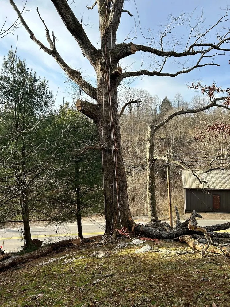 Affordable yard maintenance experts serving Rowlesburg, WV - Red Rock Tree Service