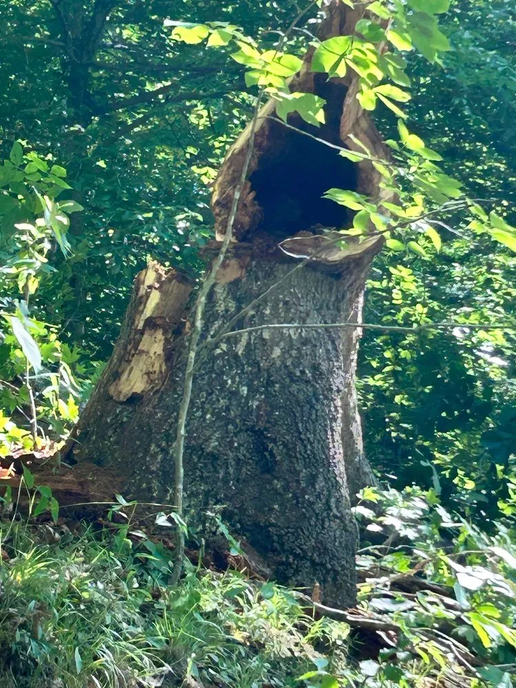 Expert yard cleanup service experts serving Rowlesburg, WV - Red Rock Tree Service