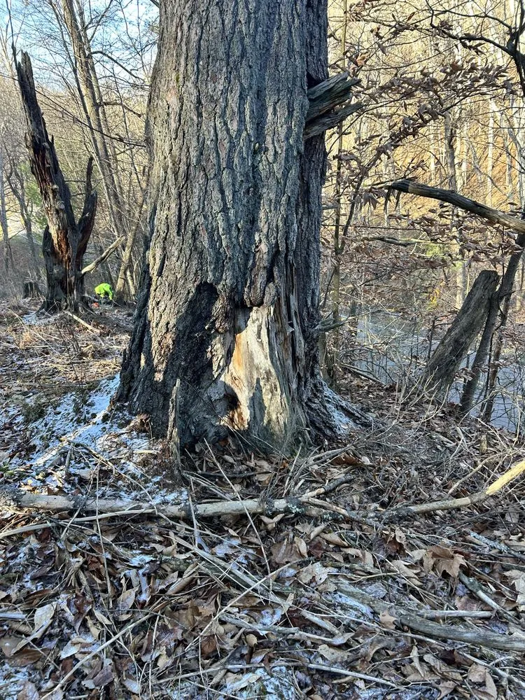 Affordable lawn care service for outdoor upgrades across Rowlesburg, WV - Red Rock Tree Service