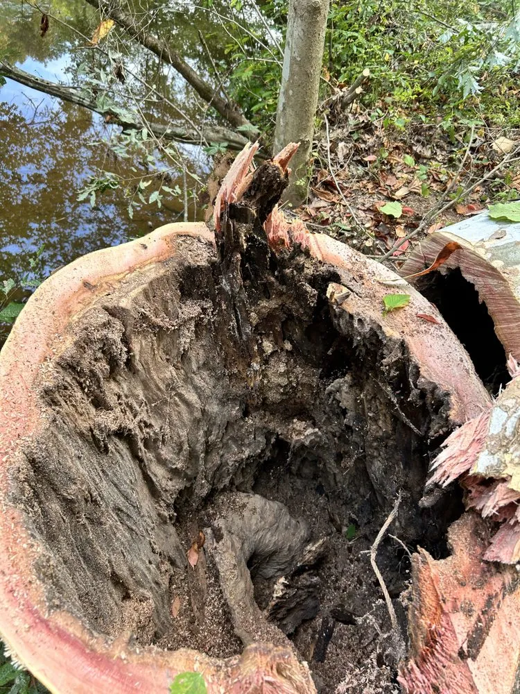 Affordable yard maintenance in Rowlesburg, WV - Red Rock Tree Service