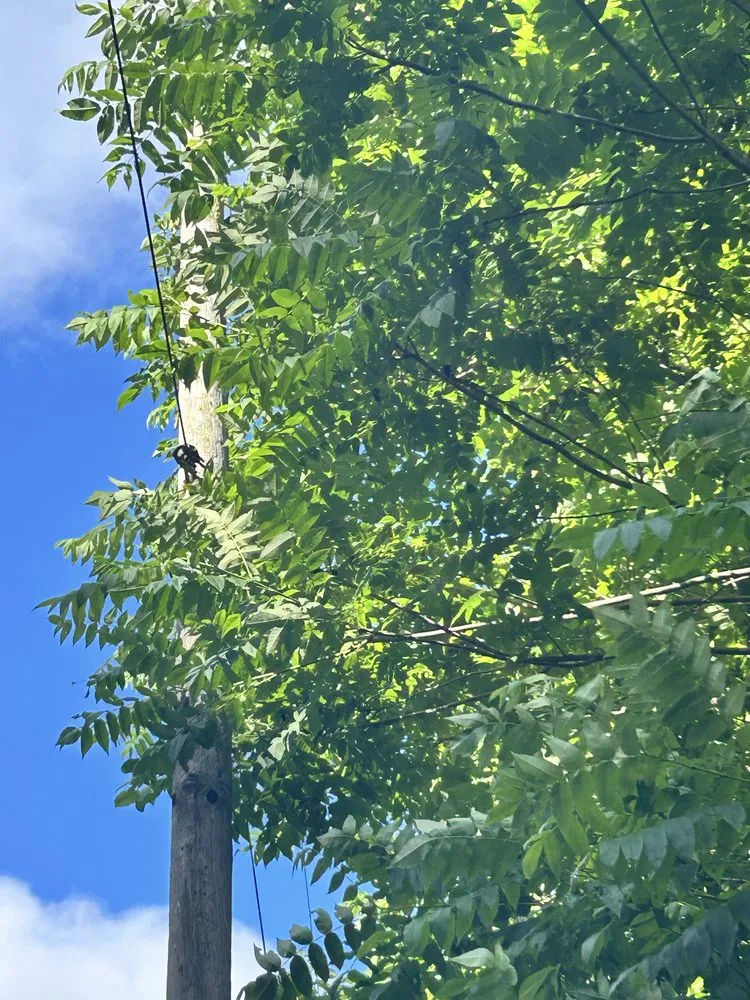 Professional residential landscaping in Rowlesburg, WV by Red Rock Tree Service