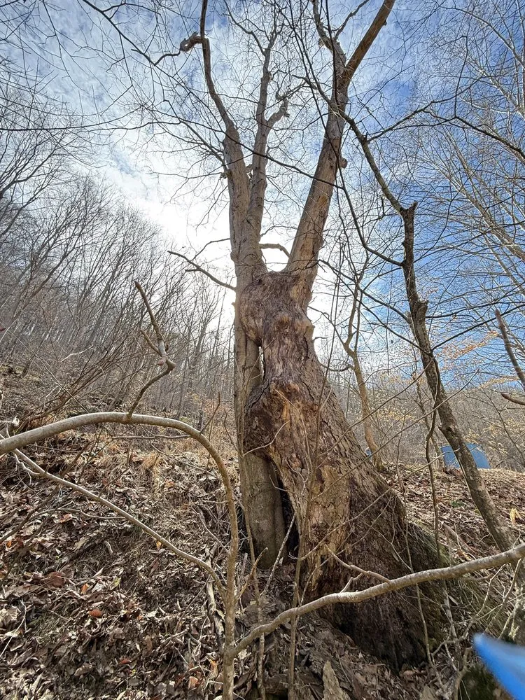 Trusted lawn mowing service in Rowlesburg, WV by Red Rock Tree Service