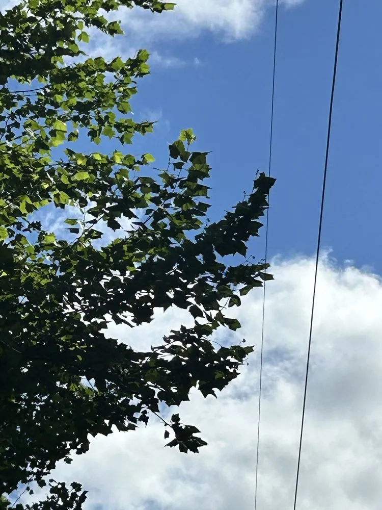 Trusted lawn care service in Rowlesburg, WV - Red Rock Tree Service