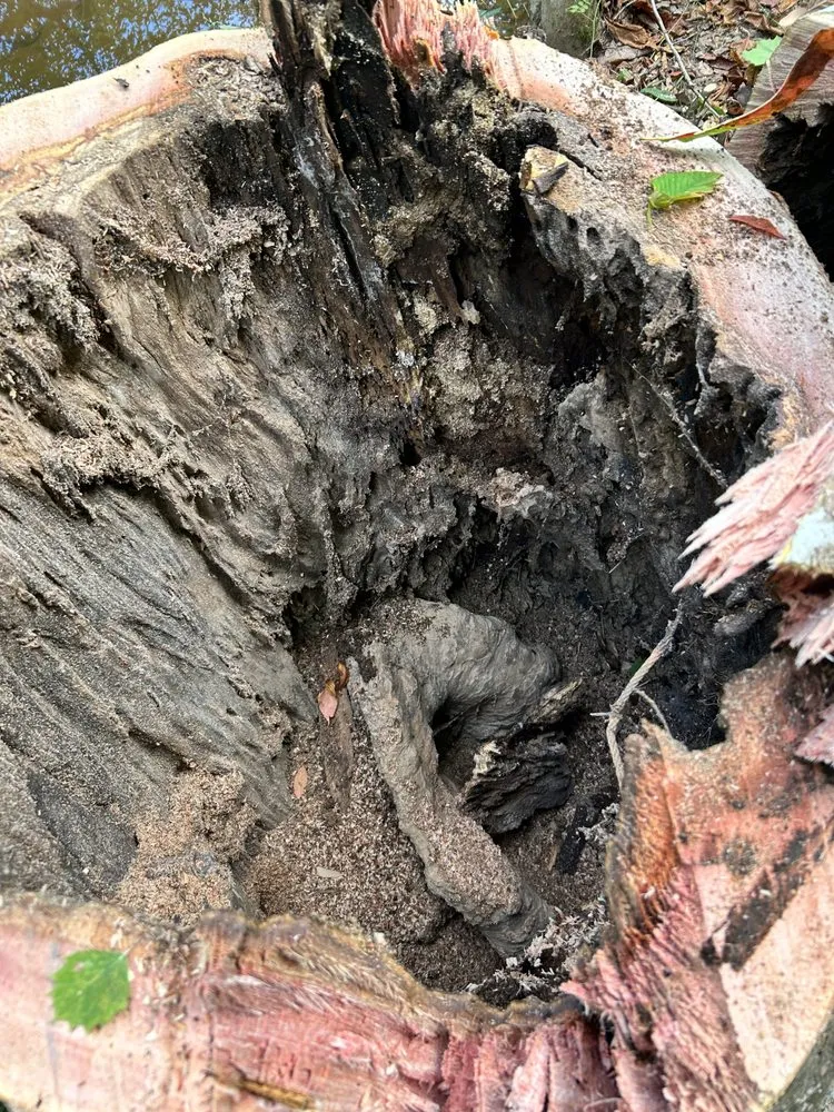 Top-rated outdoor landscaping in Rowlesburg, WV - Red Rock Tree Service