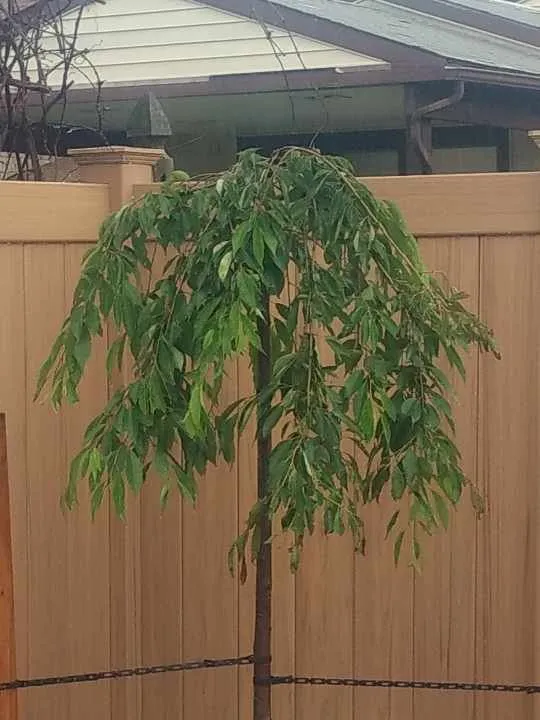 Custom landscape design for beautiful yards in Tonawanda, NY by Red Rose Landscaping