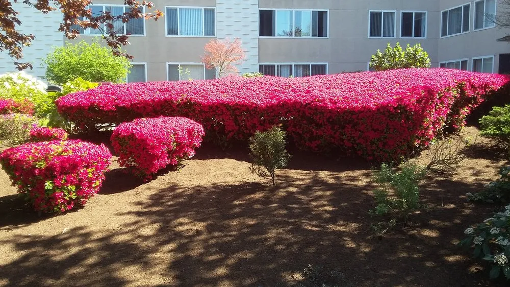 Trusted yard cleanup service experts serving Burien, WA - Red Roses Landscaping 1