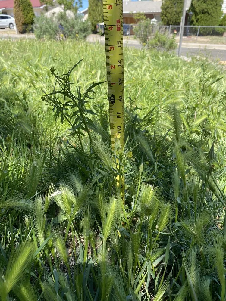 Custom yard maintenance with custom design across Albuquerque, NM - Red Shovel Landscape