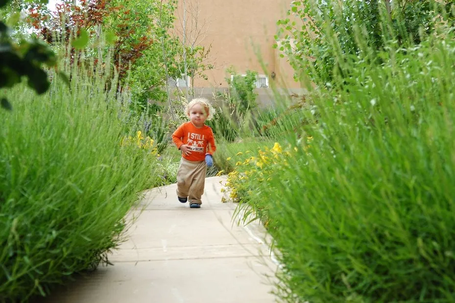 Professional landscaping services in Albuquerque, NM - Red Shovel Landscape