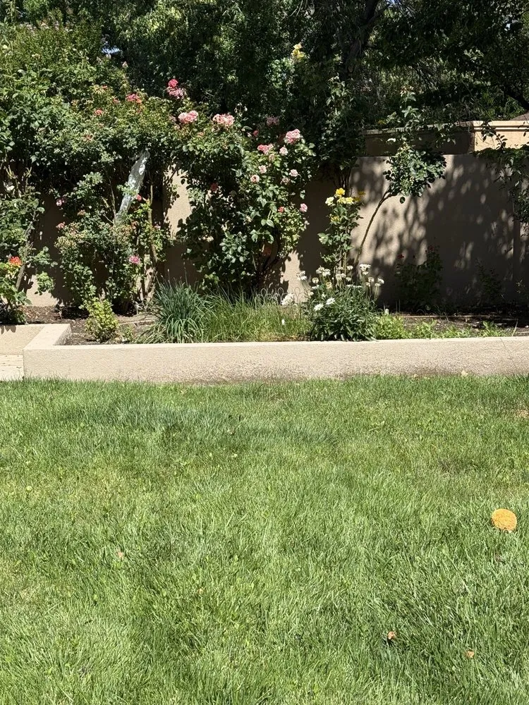 Affordable lawn care service for residential properties in Albuquerque, NM by Red Shovel Landscape