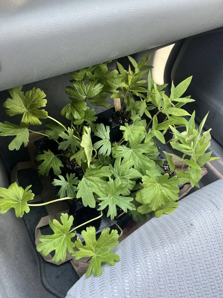 Local lawn mowing service in Chicago, IL - Red Stem Native Landscapes