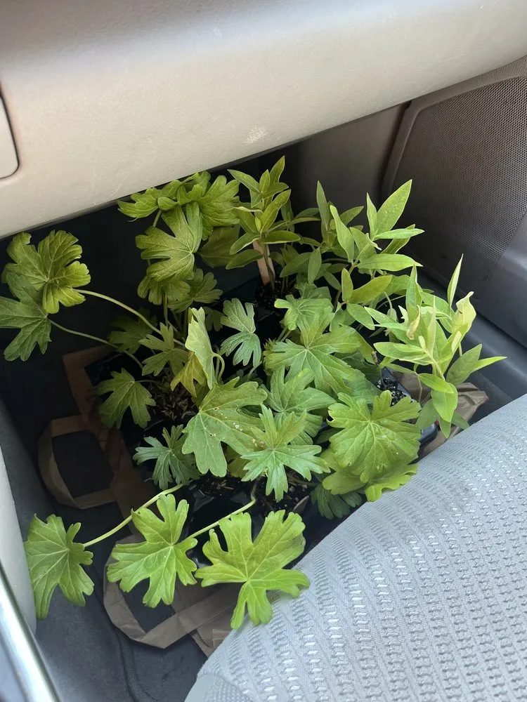 Local garden landscaping near you across Chicago, IL - Red Stem Native Landscapes