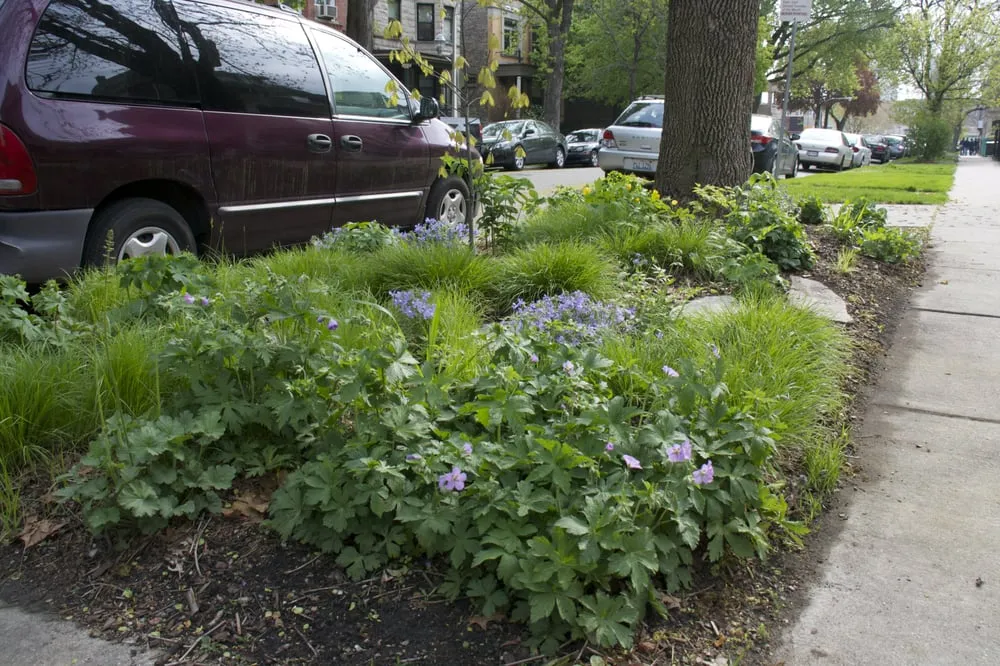 Reliable residential landscaping for beautiful yards across Chicago, IL - Red Stem Native Landscapes