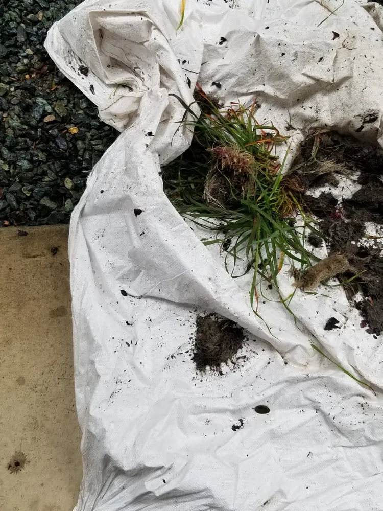 Custom yard cleanup service for year-round maintenance in Carmichael, CA by Red Willow Landscaping