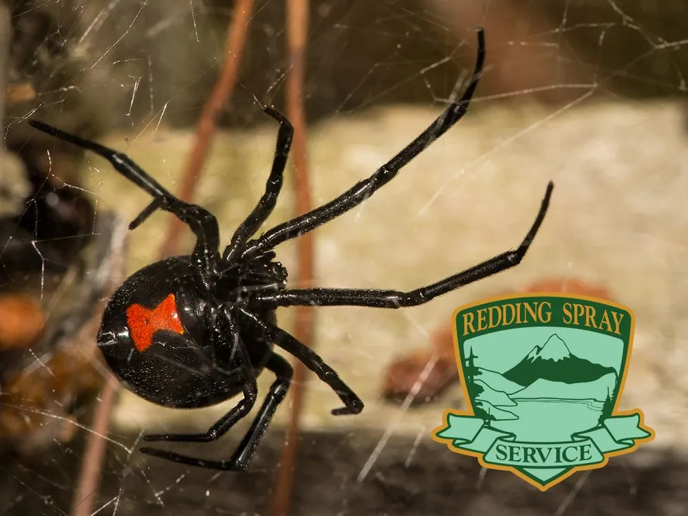 Reliable yard cleanup service experts serving Anderson, CA - Redding Spray Service