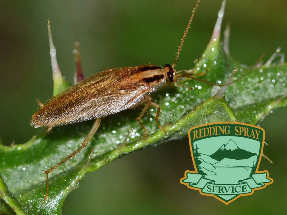 Custom landscape design for year-round maintenance across Anderson, CA - Redding Spray Service