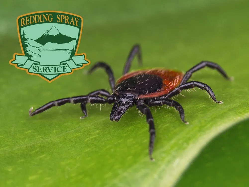 Affordable outdoor landscaping for residential properties in Anderson, CA by Redding Spray Service