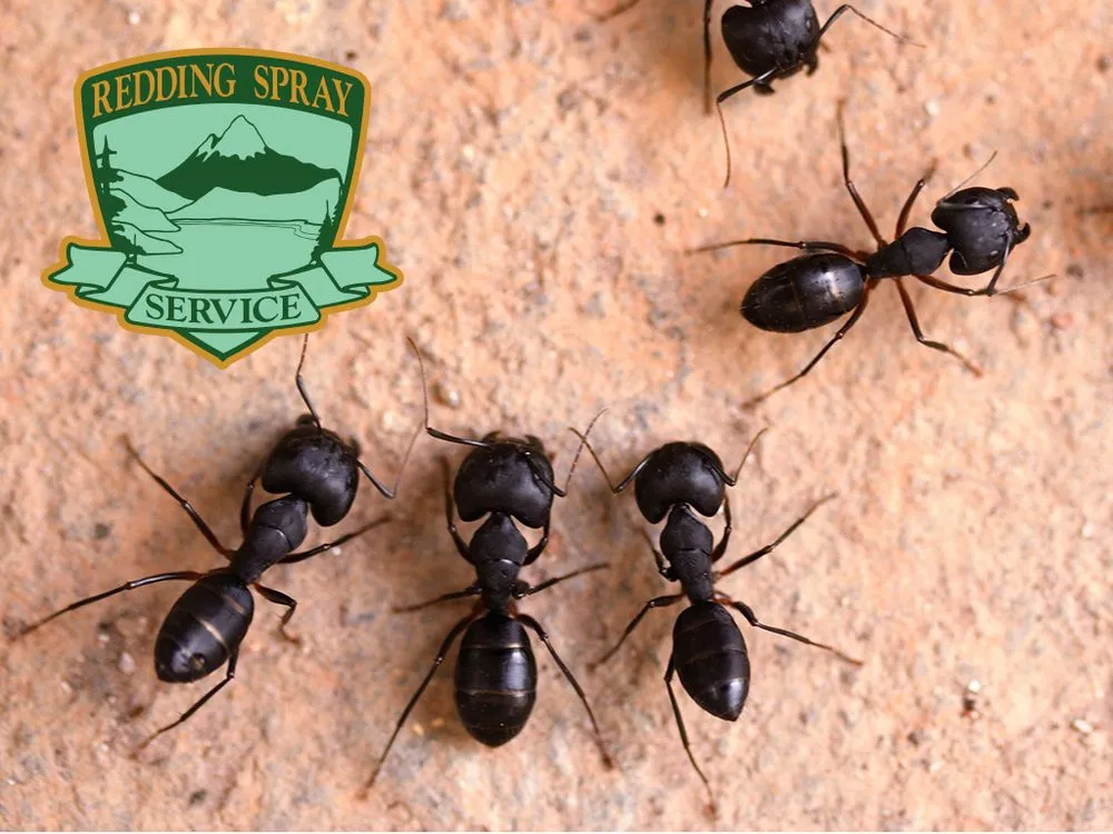 Trusted yard cleanup service experts serving Anderson, CA - Redding Spray Service