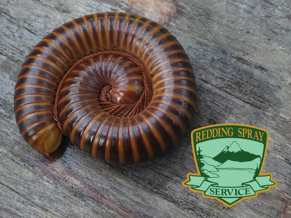 Affordable outdoor landscaping for year-round maintenance in Anderson, CA by Redding Spray Service